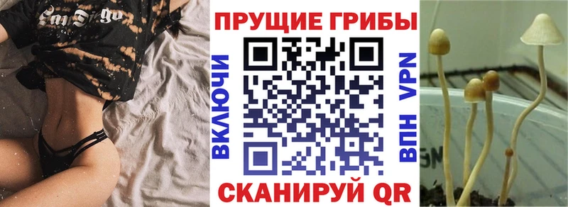 Псилоцибиновые грибы Psilocybe  Красавино 